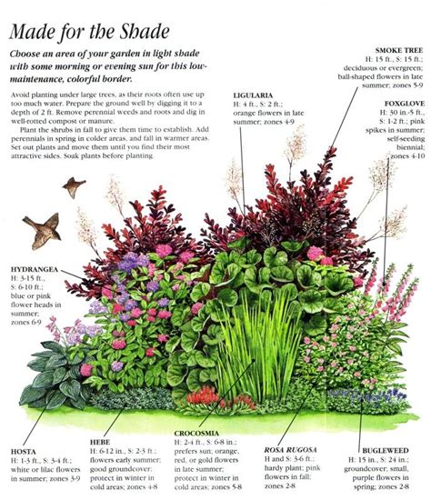 Garden Border Plants Shade - Diy Projects