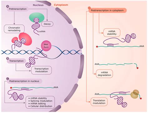 IJMS | Free Full-Text | Neighboring Gene Regulation by Antisense Long ...