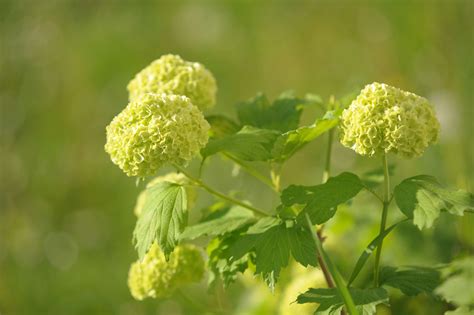 Chinese Snowball Viburnum: Care and Growing Guide