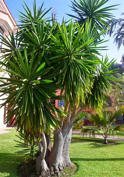 Yucca elephantipes (Spineless Yucca)