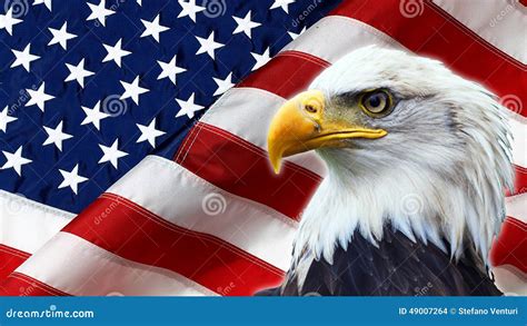 North American Bald Eagle on American Flag Stock Photo - Image of ...