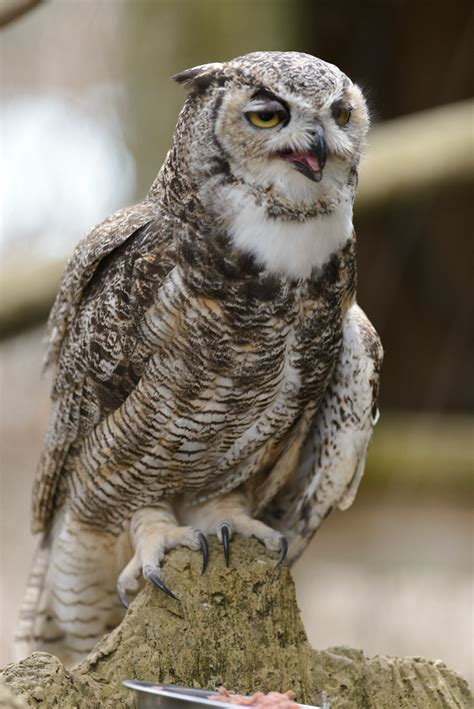 Great Horned Owl Feeding Time | Eric Kilby | Flickr