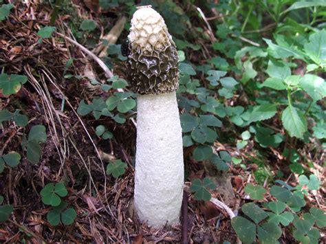 Phallus impudicus: All About The Stinky Penis Mushroom