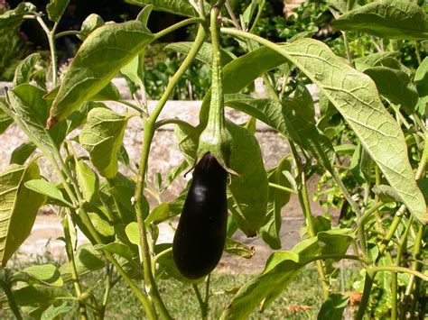 Solanum melongena (Solanaceae) image 21023 at PhytoImages.siu.edu