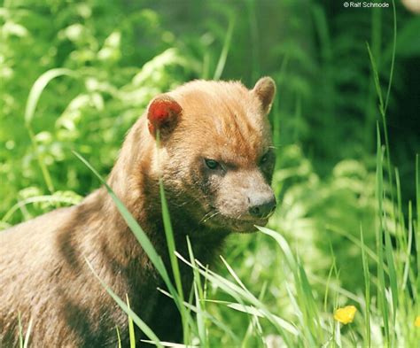 It’s a short-eared dog! | Natural History