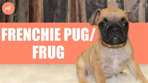 Owning a French Bulldog Pug Mix – All You Need to Know - YouTube