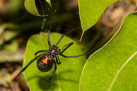 How To Teach Your Children About Black Widows To Stay Safe In the Okanagan