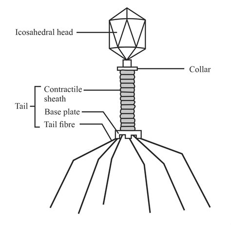 Draw and label a bacteriophage