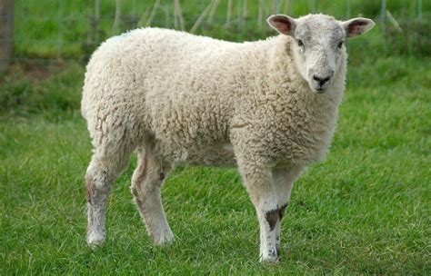 Sheep Facts, Types, and Pictures