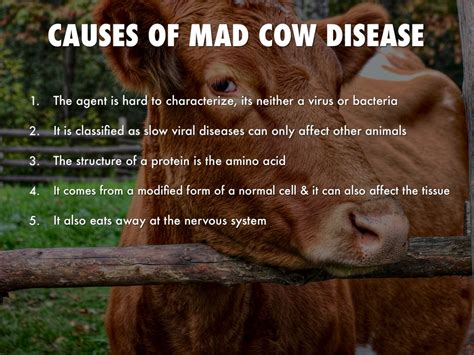 Mad Cow Disease In Humans Symptoms