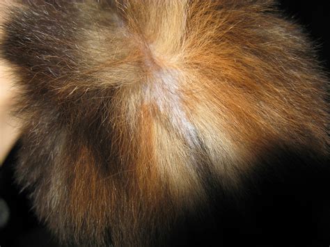 cats - Diagnosing a skin condition in a kitten with no qualified vets around - Pets Stack Exchange
