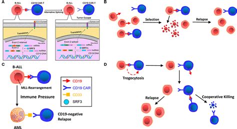 Frontiers | Mechanisms of Relapse After CD19 CAR T-Cell Therapy for ...