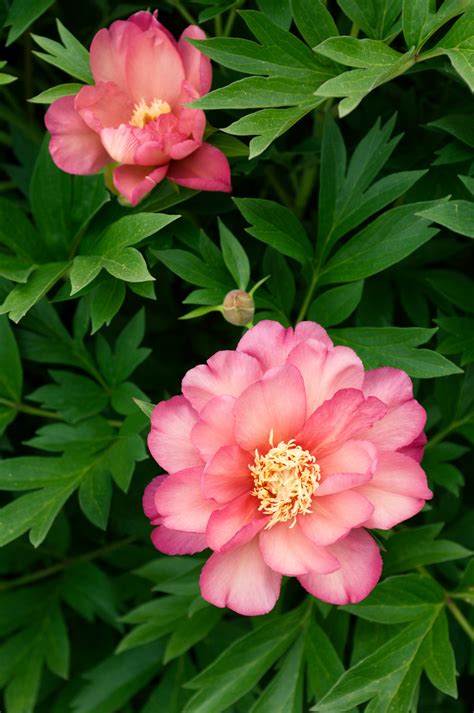 Perfect Peonies: 29 Favorite Varieties and Growing Guide | Sunset - Sunset Magazine