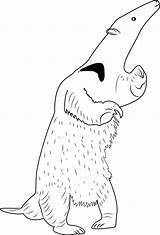 Anteater Coloring Pages Download For Free  sketch template