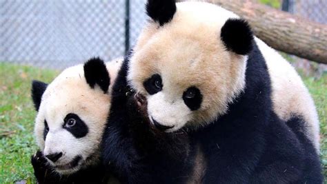 You Can See Adorable Baby Pandas At The Calgary Zoo Next Month - Narcity