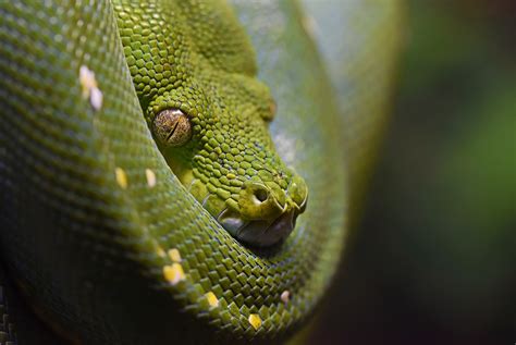 green tree python 4k HD Wallpaper