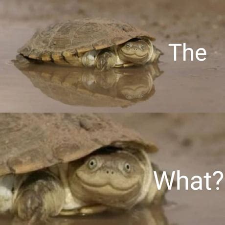 Turtle Funny Meme