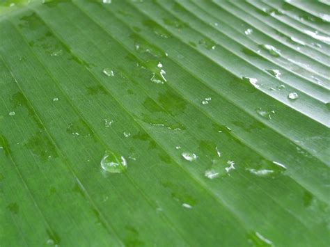 Banana Leaves Free Photo Download | FreeImages