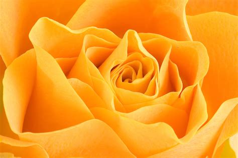 Rose Free Stock Photo - Public Domain Pictures