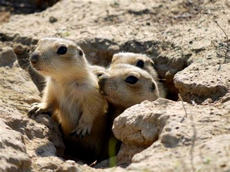 Prairie Dog - Angelic Hugs