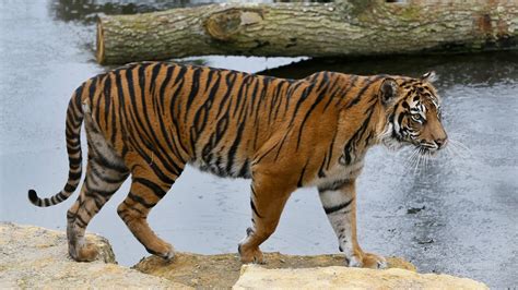 11 fun facts about tigers | khou.com