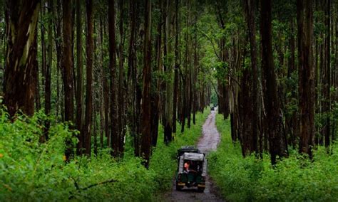 Muthanga Wildlife Sanctuary Wayanad | MY WAYANAD