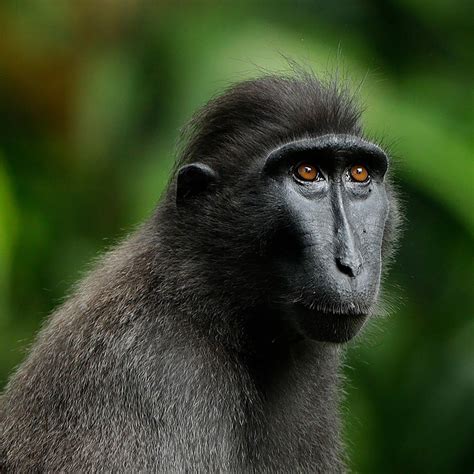 Primate Kingdom - Singapore Zoo