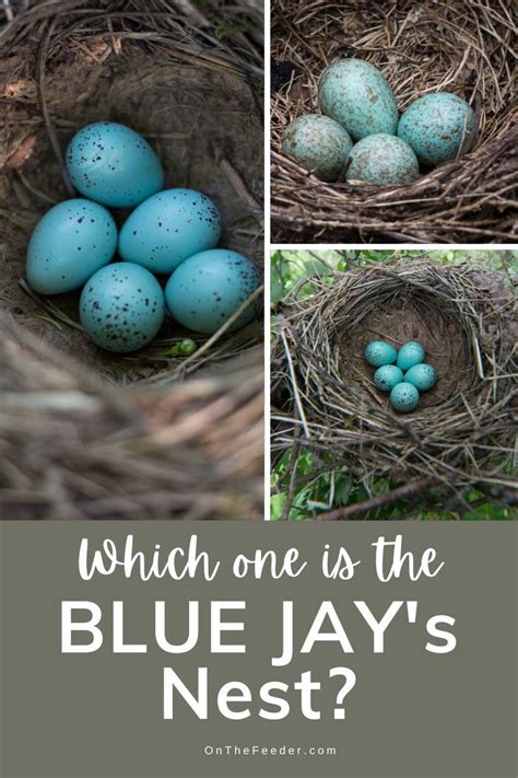 Blue Jay's Nesting Habits, Nests, and Eggs | Blue jay eggs, Blue jay bird, Blue jay