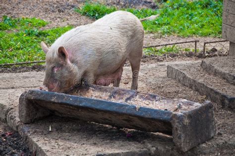 Pig feeding from trough stock image. Image of feeding - 14116117