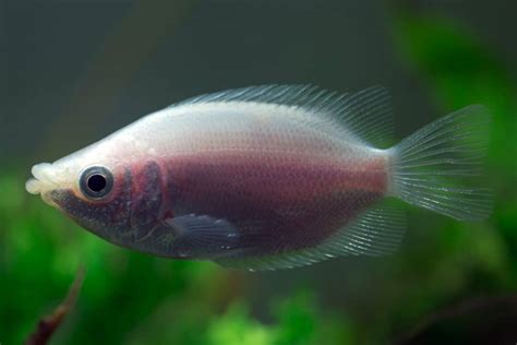 Kissing Gourami (Helostoma Temminckii): Ultimate Care Guide - Fish Laboratory