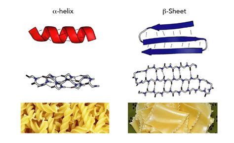 Scientists capture the misfolding of rogue proteins in action - IndiaBioscience