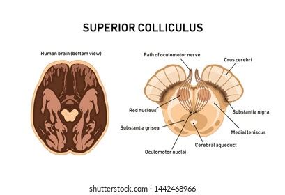 21 Superior Colliculus Images, Stock Photos & Vectors | Shutterstock