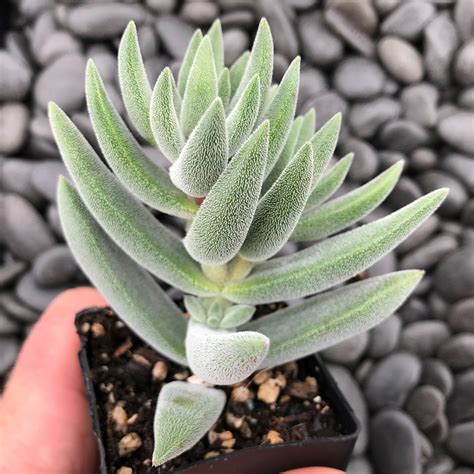 Crassula mesembryanthemoides 'Tenelli' (2" Pot) | Little Prince To Go