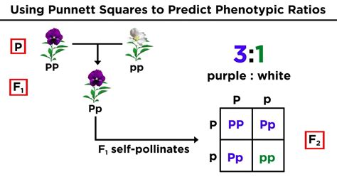 Mendelian Genetics and Punnett Squares - YouTube