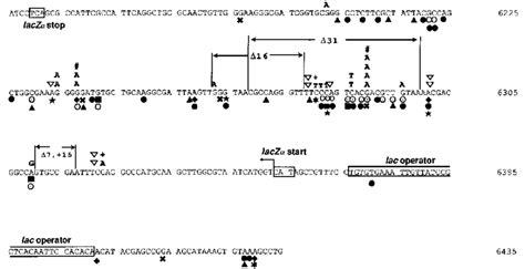 Plus-strand nucleotide sequence of the lacZ gene region in HIV shuttle... | Download Scientific ...