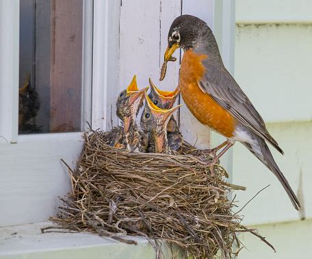 Robin Feeding Her Young Stock Photo - Download Image Now - iStock