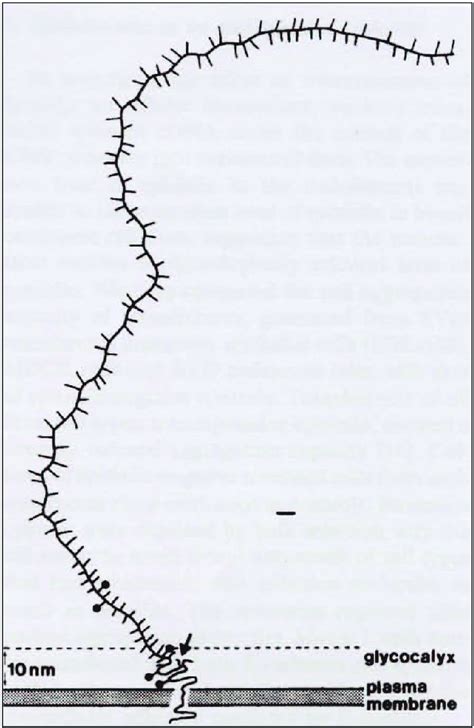 MUC1 – a trans-membrane mucin. 54 | Download Scientific Diagram