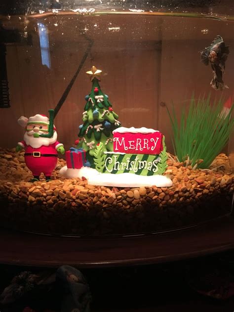 I found Christmas decorations for Greyson's fish tank at Petsmart ...