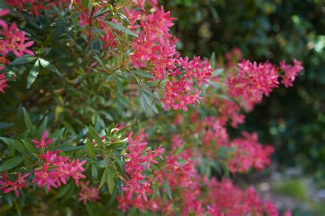 Merry NSW Christmas Bush: Ceratopetalum gummiferum – Mallee Design