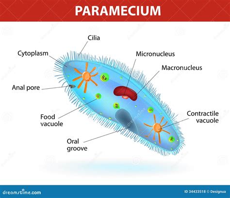 11+ Diagram Of Paramecium | Robhosking Diagram