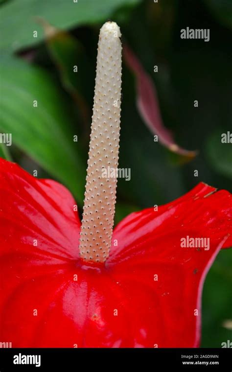 Spadix hi-res stock photography and images - Alamy