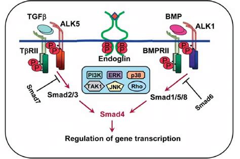 TGF-beta family signalling pathways. Ligands (TGF-beta and BMPs) bind ...