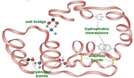 Tertiary Structure Of Protein - Solved: PART A The Tertiary Structure Of A Protein Is A Co ...