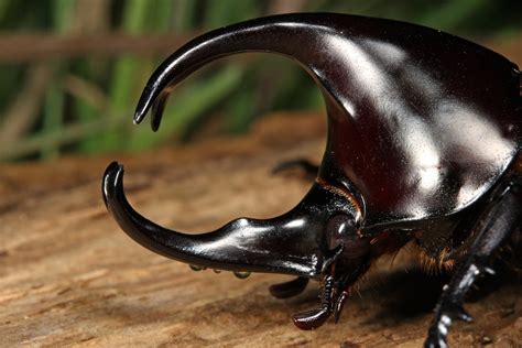 Largest Rhinoceros Beetle