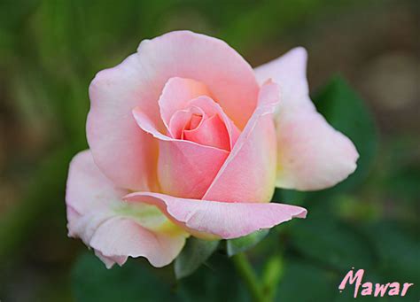 Bunga Mawar Merah Muda - Pink Rose Photos - Alam Mentari