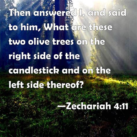 Zechariah 4:11 Then answered I, and said to him, What are these two olive trees on the right ...