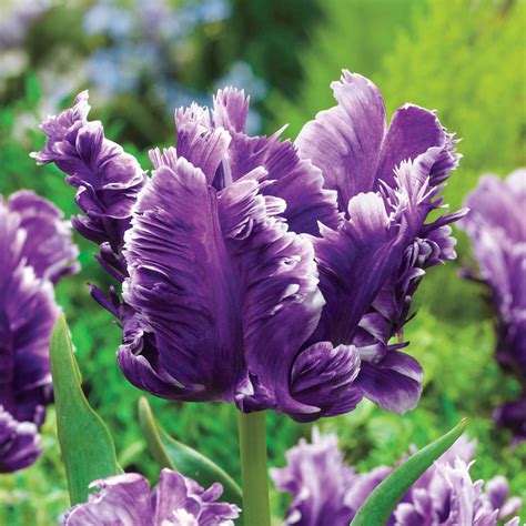 Buy Mysterious Parrot Tulip at Spring Hill Nursery