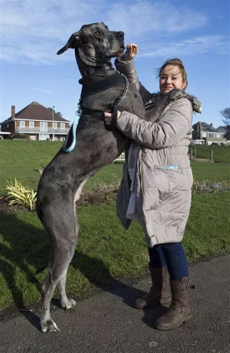 Gran Danés Huge Dog Breeds, Huge Dogs, Giant Dogs, Kangal, Pet Anime ...