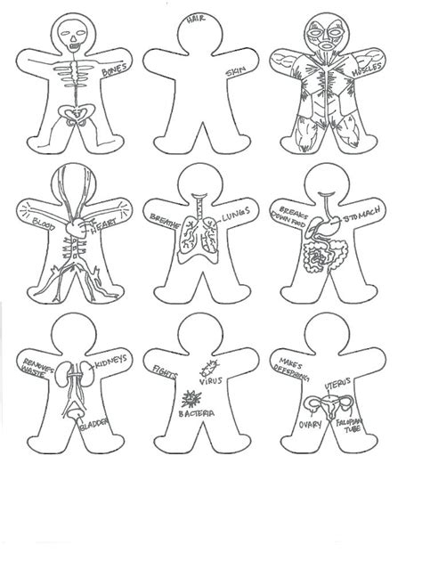 Human Body Systems Coloring Pages at GetColorings.com | Free printable colorings pages to print ...