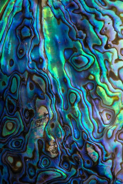 Pin by Tattoo Reference on Paua Shell | Shells, Texture, Textures patterns